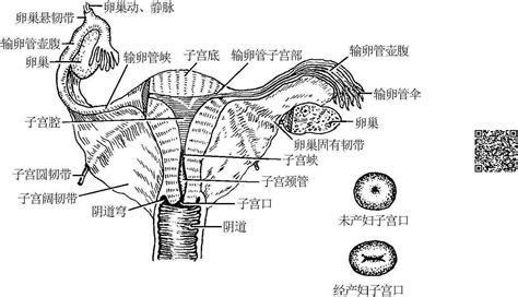 陰蒂|女性外生殖器